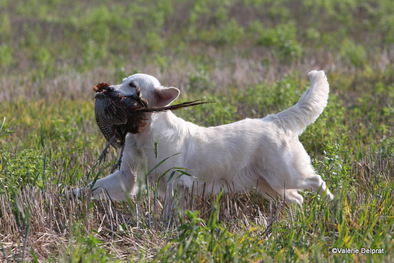 Field Erstein 09 (15).JPG